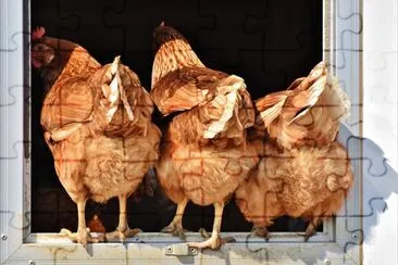 galinhas jigsaw puzzle
