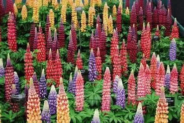lupins