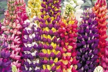 פאזל של lupins