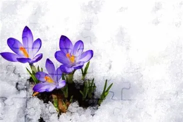 crocus jigsaw puzzle