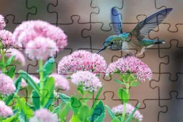 פאזל של imagem