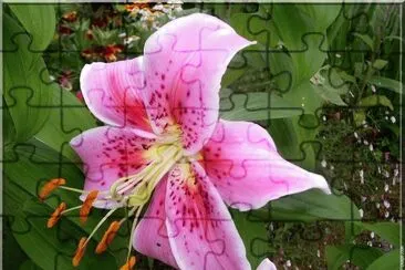 lys