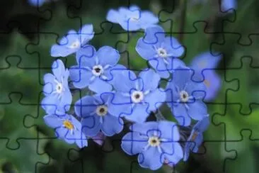 myosotis jigsaw puzzle