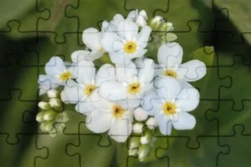 myosotis jigsaw puzzle