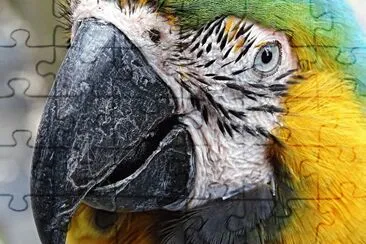 Arara jigsaw puzzle