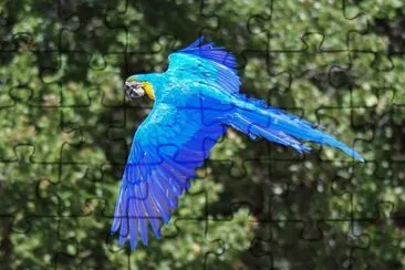 Arara jigsaw puzzle