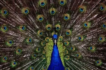pavÃ£o jigsaw puzzle