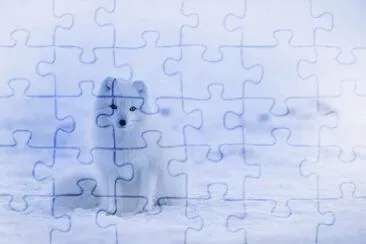 gelo jigsaw puzzle