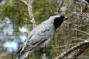 Coracina