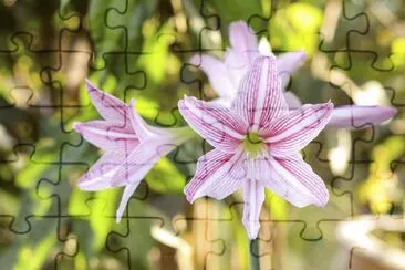 amaryllis jigsaw puzzle