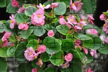 begonia