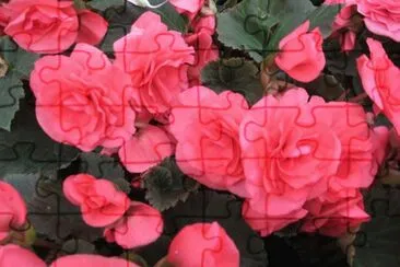 begonia jigsaw puzzle