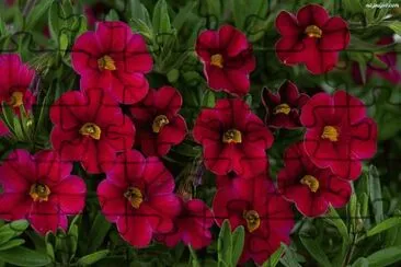 surfinia jigsaw puzzle