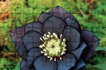 553 jigsaw puzzle