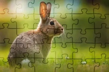 Lapin jigsaw puzzle