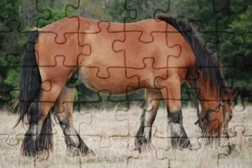 פאזל של Trait du nord