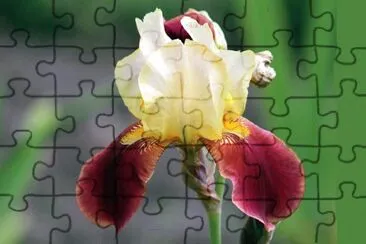 Iris jigsaw puzzle