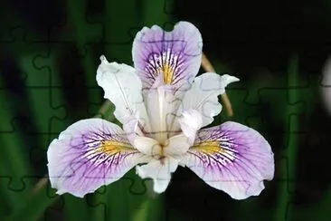 Iris jigsaw puzzle