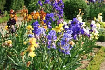 Iris jigsaw puzzle