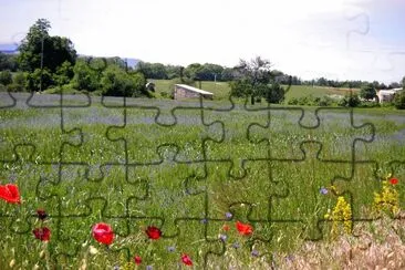 פאזל של printemps aux coquelicots