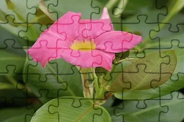 Dipladenia jigsaw puzzle