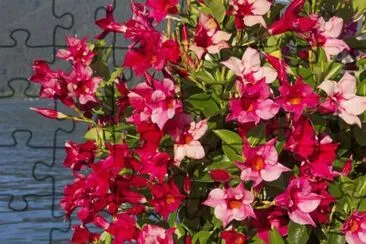 Dipladenia jigsaw puzzle