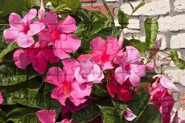 Dipladenia