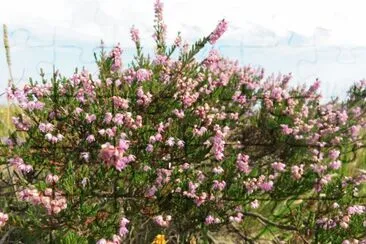 calluna vulgaris