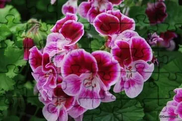 פאזל של pelargonium
