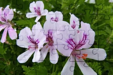 pelargonium