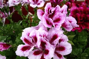 pelargonium