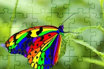 mariposa