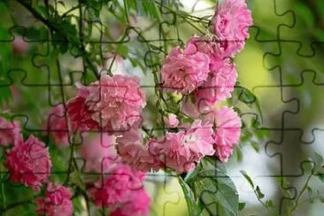 imagem jigsaw puzzle