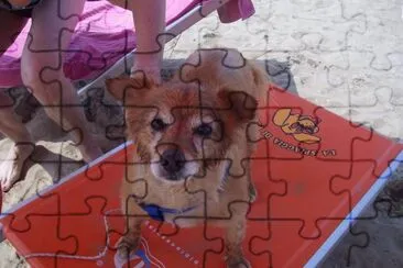 skuby on the beach
