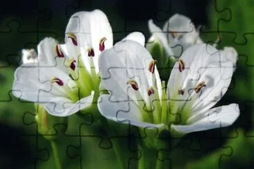Cardamines jigsaw puzzle