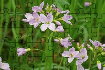 Cardamines jigsaw puzzle