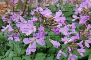 Cardamines jigsaw puzzle