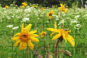 Arnica jigsaw puzzle