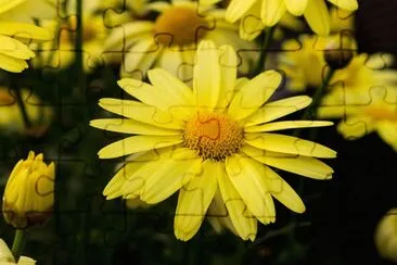 Arnica jigsaw puzzle