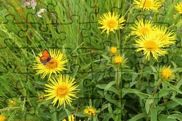 Arnica
