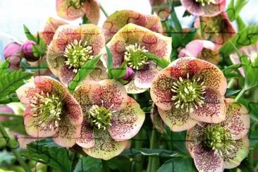 Hellebore