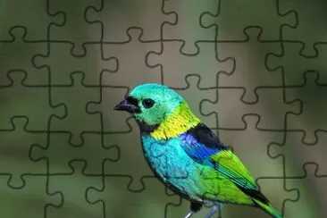 פאזל של Tangara settecolori