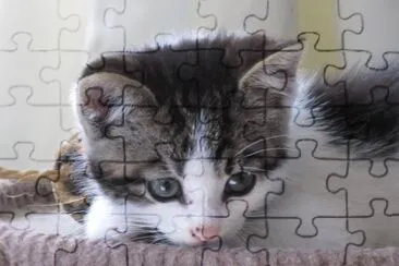 Here Kitty Kitty !