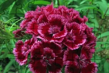 oeillet de poÃªte jigsaw puzzle