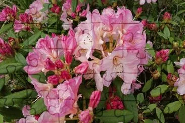 Rhodys