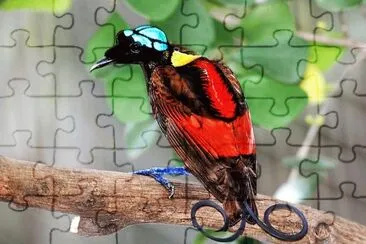 פאזל של bird of paradise