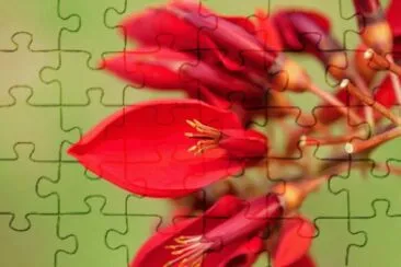 Arbre corail jigsaw puzzle