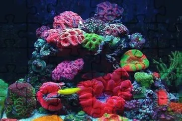 Coral jigsaw puzzle
