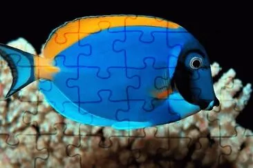 Peixe jigsaw puzzle