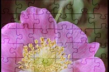 Eglantine jigsaw puzzle